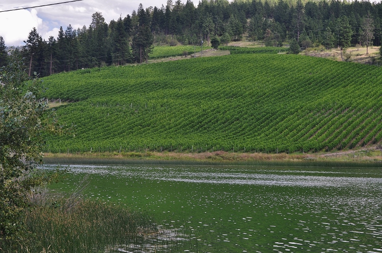 scenic landscape in vineyard country
